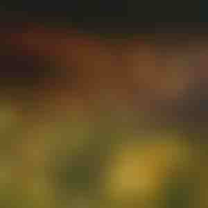 Lămpi solare de grădină (lumină caldă) | SOMPEX