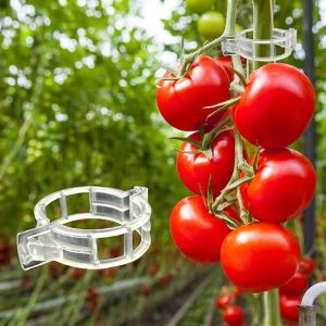 Clipsuri de grădină pentru susținerea plantelor (300 bucăți) | TOMACLI